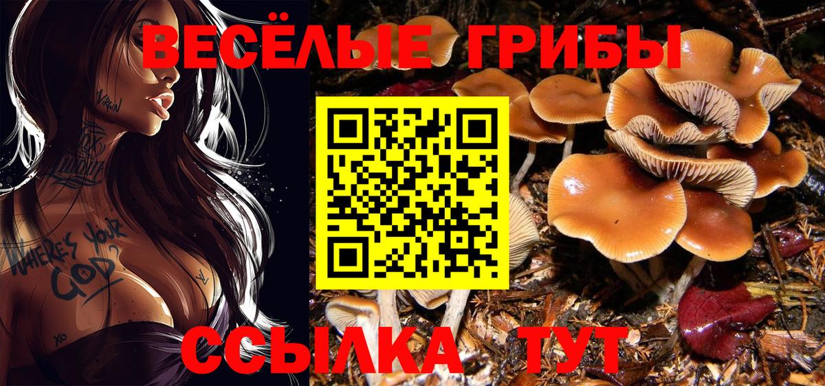 Богданович  Псилоцибиновые грибы Psilocybe  Вход с VPN 